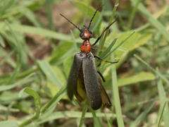 Lydomorphus bisignatus