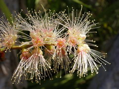 Melaleuca leucadendra