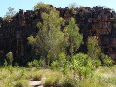 Melaleuca leucadendra