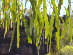 Melaleuca leucadendra