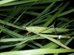 Euconocephalus nasutus