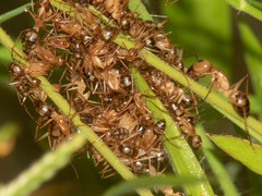 Camponotus mystaceus