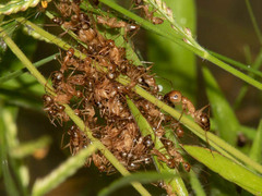 Camponotus mystaceus