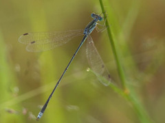 Lestes pallidus