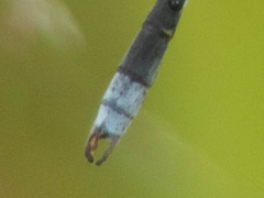 Lestes pallidus