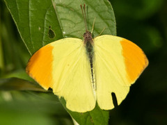 Afrodryas leda