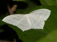 Acropteris illiturata