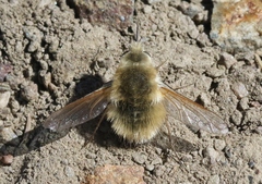 Anastoechus barbatus