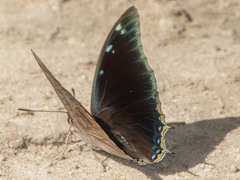 Charaxes phaeus