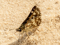 Ernsta colotes transvaaliae