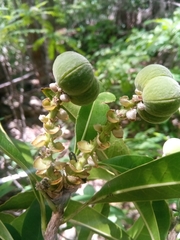 Droceloncia rigidifolia image