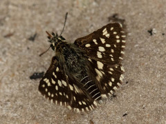 Ernsta colotes transvaaliae