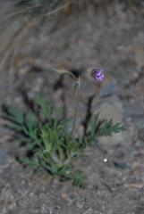 Erodium stephanianum