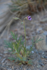 Erodium stephanianum