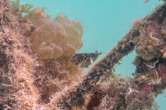Heteropriacanthus carolinus