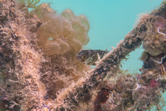 Heteropriacanthus carolinus