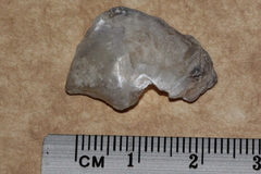 Isognomon