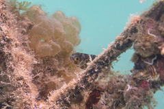 Heteropriacanthus carolinus