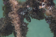 Heteropriacanthus carolinus