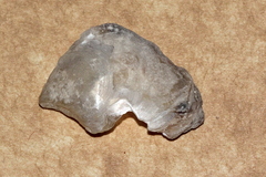 Isognomon