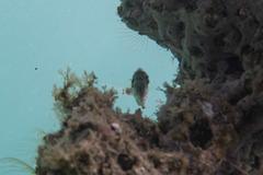 Heteropriacanthus carolinus