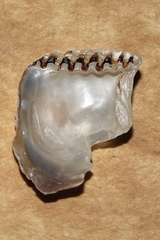 Isognomon