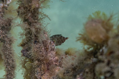 Heteropriacanthus carolinus