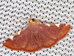 Hypsopygia sanguinalis