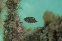 Heteropriacanthus carolinus