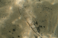 Platycephalus caeruleopunctatus