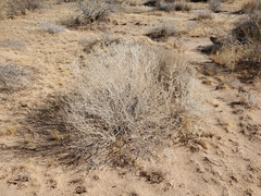 Bebbia juncea aspera