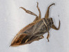 African Giant Water Bug - Photo (c) Grant Reed, some rights reserved (CC BY-NC), uploaded by Grant Reed