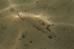 Platycephalus caeruleopunctatus