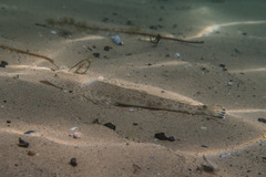 Platycephalus caeruleopunctatus