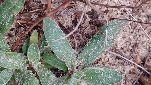 Image of Pityopsis flexuosa by (c) Scott Allen Davis, some rights reserved (CC BY)