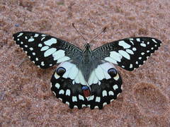 Papilio demoleus sthenelus