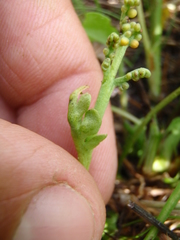 Botrychium hesperium