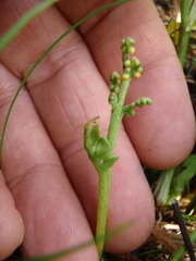 Botrychium hesperium