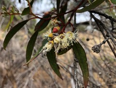 Eucalyptus socialis