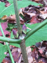 Sambucus racemosa racemosa