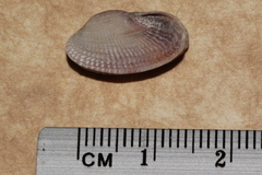 Irus crenatus