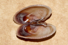 Irus crenatus