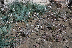 Hypecoum lactiflorum