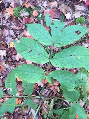 Sambucus racemosa racemosa
