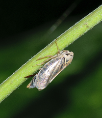 Macropsis