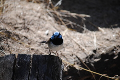 Malurus cyaneus cyanochlamys