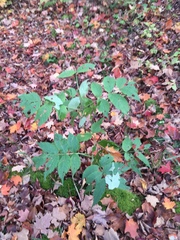 Sambucus racemosa racemosa