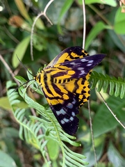 Dysphania subrepleta