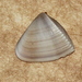 Donax brazieri - Photo (c) Pete Woodall,  זכויות יוצרים חלקיות (CC BY-NC), הועלה על ידי Pete Woodall