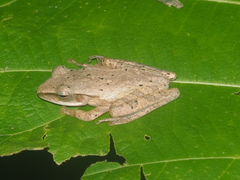 Polypedates leucomystax